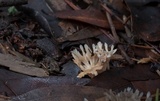 Aphelaria tuberosa image