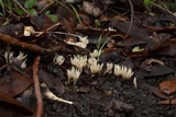 Aphelaria tuberosa image