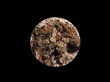 Rinodina capensis image