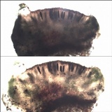 Rinodina capensis image