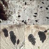 Rinodina capensis image