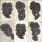 Rinodina capensis image