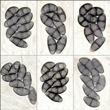 Rinodina capensis image