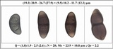 Rinodina capensis image