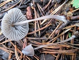 Mycena metata image