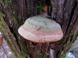 Pyrofomes juniperinus image