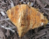 Pyrofomes juniperinus image