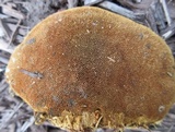 Pyrofomes juniperinus image