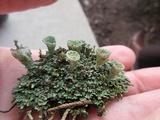 Cladonia pyxidata image