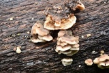 Steccherinum ochraceum image