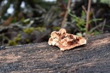 Steccherinum ochraceum image