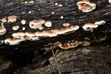 Steccherinum ochraceum image
