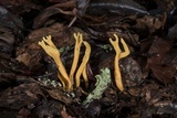 Clavulinopsis laeticolor image