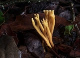 Clavulinopsis laeticolor image