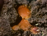 Dacrymyces stillatus image