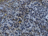 Rinodina teichophila image