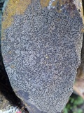Rinodina teichophila image