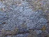Rinodina teichophila image