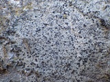 Rinodina teichophila image