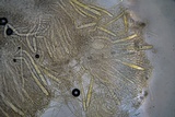 Helvella compressa image