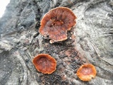 Punctularia strigosozonata image