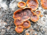 Punctularia strigosozonata image