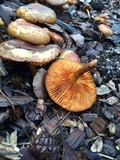Gymnopilus thiersii image