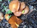 Gymnopilus thiersii image