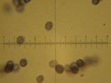 Lactarius luculentus image