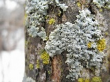 Physcia aipolia image