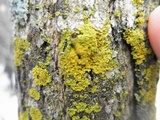 Xanthoria ulophyllodes image