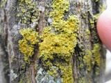 Xanthoria ulophyllodes image