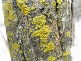 Xanthoria ulophyllodes image