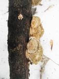 Trametes pubescens image