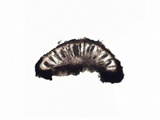Rinodina teichophila image