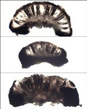 Rinodina teichophila image