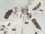 Rinodina teichophila image