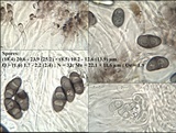 Rinodina teichophila image