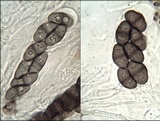 Rinodina teichophila image