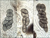 Rinodina teichophila image