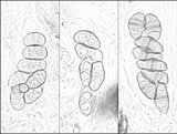 Rinodina teichophila image