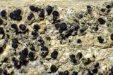 Strangospora moriformis image