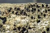Strangospora moriformis image