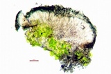 Strangospora moriformis image