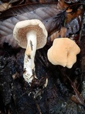 Hydnum oregonense image