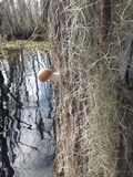 Hemipholiota populnea image