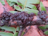 Exidia recisa image