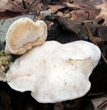 Tyromyces chioneus image