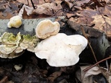 Tyromyces chioneus image