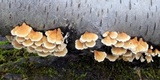 Plicaturopsis crispa image
